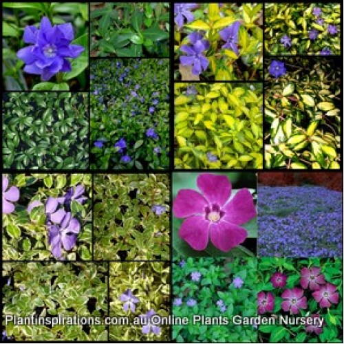 Vinca minor x 6 Shade Plants 3 Types Flowering Groundcover Pink/Purple/Blue Flowers Fernery Cottage Garden Patio Pot Balcony